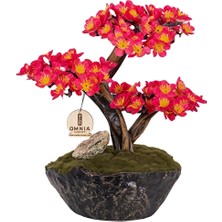 Omnia Calipso Bonsai-2-1 CLPSBNS021