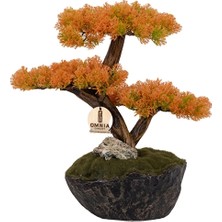 Omnia Calipso Bonsai CLPSBNS062
