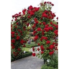 Kırmızı Sarmaşık Gül Fidanı Kokulu (tüplü = 100-130 Cm)