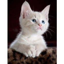 Hsc Bilişim Kitten Notebook: White Blue-Eyed Kitten Notebook (Composition Book Journal) (8.5 x 11" Large): Volu