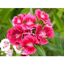 OEM Hüsnüyusuf (Dianthus Barbatus L.) Çiçek Tohumu, 100 Adet