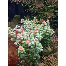 OEM Rotala Macrandra Mini Pink Akvaryum Bitkileri Akvaryum Bitkisi 5 Dal