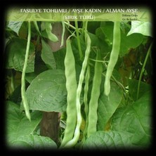 OEM Ayşe Kadın Fasülye Tohumu 250 Gr. (650+ Adet) Alman Ayşe Fasulye Tohumu Sırık Fasulye Tohumu