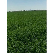 OEM Erdem Garden Yüksek Boylu Kaplamalı Elçi Yonca Tohumu 1 kg