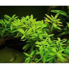 OEM Hygrophila Polysperma Ceylon Zeytin Saksı- Canlı Bitki