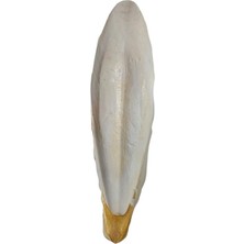 OEM L Boy Kalamar Kemiği(Iri Boy 10-15 cm Aralığında)