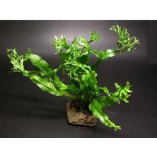 OEM Windelov Java Fern Saksı Canlı Bitki