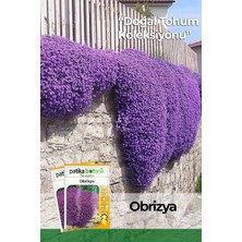 OEM 100 Adet Obrizya Çiçek Tohumu (Aubrieta)