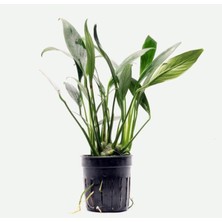 OEM Anubias Congensis 5-6 Yapraklı Kök Canlı Bitki
