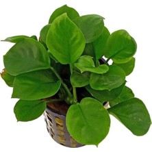 OEM Anubias Barteri Round Golden Coin 5-6 Yapraklı Canlı Bitki