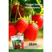 OEM 75 Adet Yerli Ata Sarmaşık Çilek Tohumu