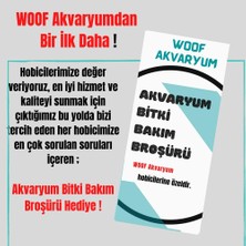 OEM Salvinia Cuculatta 2 Kök Su Üstü Bitkisi Akvaryum ve Havuz Bitkisi