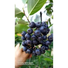 OEM Aronya Viking Fidanı, Doku Kültürü, 1 Yaş Aronia