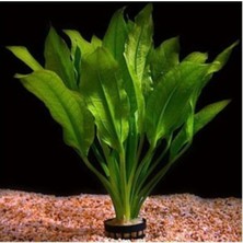OEM Akvaryum Bitkileri Echinodorus Amazonicus Saksı Canlı Bitki B043
