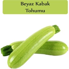 OEM Beyaz Kabak Tohumu 1 Paket (10GR=100+ Adet) Sakız Kabak Tohumu