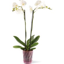 OEM Orkide Saksı 1,3 Litre Kristal Şeffaf Pembe Orkide Saksı 16 cm