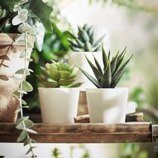 OEM Fejka Yapay Saksı Bitkisi Saksılı Iç Mekan Dış Mekan Etli / 3'lü Paket Boyutu 2 ¼ " 3'lü Paket 203.953.31