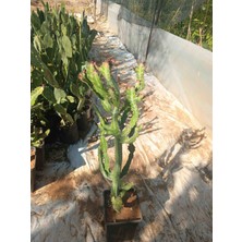 Aydoğdu Süt Kaktüsü (Euphorbia Trigona)