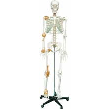 Miyang Tam Boy Insan Iskelet Maketi 176 cm Model 3 (Yarım Vücut Ligament)