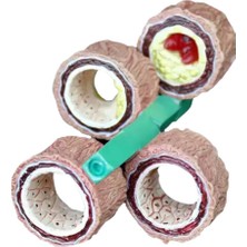 Miyang Damar Maketi -Tıp Eğitim Maketi  ( 4 Parçalı Damar Hastalığı Gösterim)Model 45