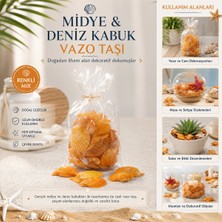 Artisan Cappadocia Poşetli Renkli Mix Midye - Deniz Kabuk Vazo Taşı (5639)