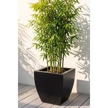 Desen Dekorasyon Zenith 30 cm Kare Kavisli Saksı Siyah - İç ve Dış Mekan Modern Metal Saksılık (30X30/20 Cm)