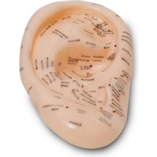 Sylar Nordmende Akupunktur Eğitim Kulak Maketi Auriküloterapi Nokta Gösterim Anatomik Eğitim Modeli