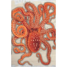 Hsc Bilişim Octopus Journal: Octopus Macropus, Tremoctopus Violaceus, And Ocythoe Tuberculata By Giusep