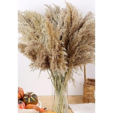 Alyones 10 Adet Kurutulmuş Pampas Otu, 100 cm Boyunda Pampa Otu Görkemli Otu Kabarık Pampas Otu