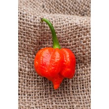 Tohum Dünyam Dünyanın En Acısı Trinidad Scorpion Biber Tohumu / 10+ Adet Tohum