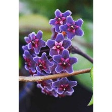 Gardenbox Mum Çiçeği Mavi Renk 10-15CM Ev Salon Bitkisi
