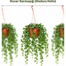 Gardenkoala Sarmaşık Askılı – Hedera Helix – 15 cm Saksı