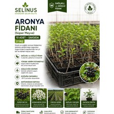 Selinus Aronya Fidanı 10 Adet (2 Yaş – Saksılı – Canlı Bitki)