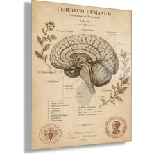 Gaagart Temperli Cam Tablo Vintage Botanik Anatomik Beyin Klinik Duvar Dekoru