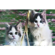 Akıllı Bayi 3 Boyutlu Resim Sevimli Kediler Ikili Kedi Resmi Tablosu 40X60 cm
