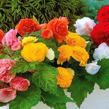 CSY 5 Adet Katlı Begonya Çiçeği Soğanı Yumrusu . .5 Renk Karışık,,, Yeni Mahsul.yumrulu Beganya....