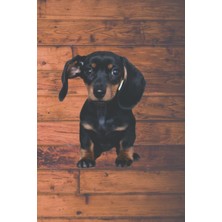 Starseven Independently Published Fearless Doxie Journal