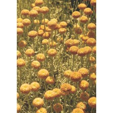Starseven Independently Published Flower Journal: Field Of Flowers Journal