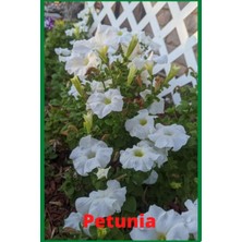 Starseven Independently Published Petunia Journal: White Petunias