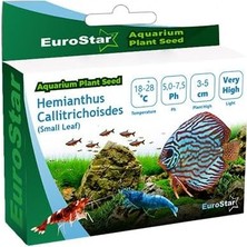 Starseven Eurostar Hemianthus Callitrichoides Akvaryum Bitkisi