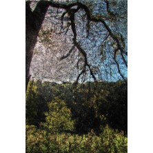 Starseven Nature Canvas: 120P Lined 6x9 Inches