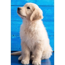 Starseven Labrador Journal