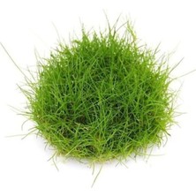 Starseven Eleocharis Parvulus In Vitro 200CC- Bitki