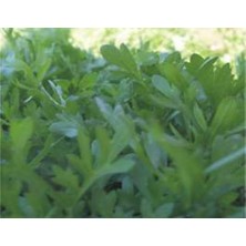 Starseven Tere Kıl Yaprak - Aksel 10 gr
