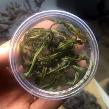 Starseven Cryptocoryne Crispatula In Vitro Bitki