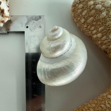 Starseven Doğal Deniz Kabuğu, Parlatılmış Turbo, 3-4 Cm, Dekoratif