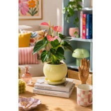 Evdek Tabaklı Krem Tombul Çömlek Saksı 22X21 cm
