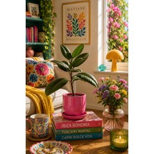 Evdek Tabaklı Pembe Silindirik Çömlek Saksı 15X15 cm