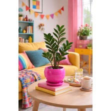 Evdek Tabaklı Koyu Pembe Tombul Çömlek Saksı 16X15 cm
