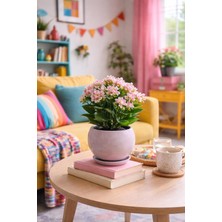 Evdek Tabaklı Vizon Tombul Çömlek Saksı 16X15 cm